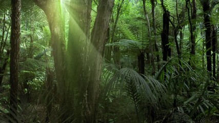 Aerial: Light rays shining through native New Zealand forest.