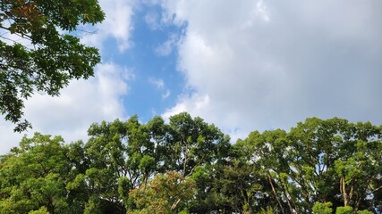 trees and sky