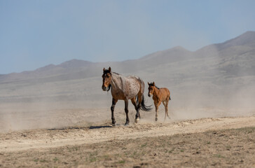 Fototapeta na wymiar Wild Horse Mare and Foal in Spring in the Utah Desert