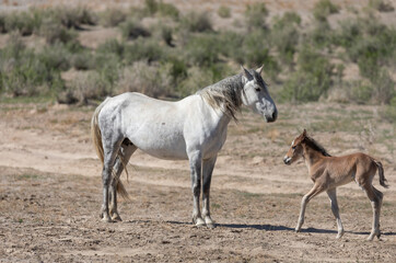 Obraz na płótnie Canvas Wild Horse Mare and Foal in Spring in the Utah Desert