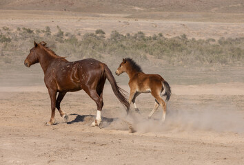 Obraz premium Wild Horse Mare and Foal in Spring in the Utah Desert