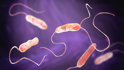 Bacteria Stenotrophomonas maltophilia - obrazy, fototapety, plakaty