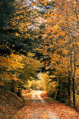 Autumnal countryside road surrounded by orange and yellow tree foliage with leaves on the path