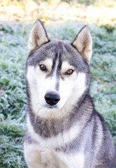 Husky dog portrait sit outside