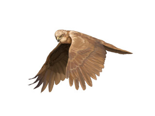 Realistic illustration of eagle flying
on white background.