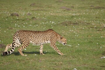  A cheetah stalking with little cover