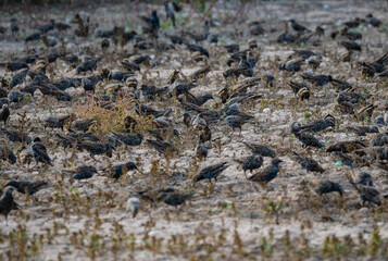 Bandadas de tordos alimentándose.