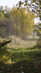 autumn in the forest