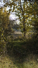 autumn in the forest