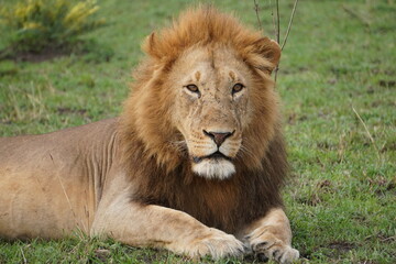 Fototapeta na wymiar A dangerous look of a male lion