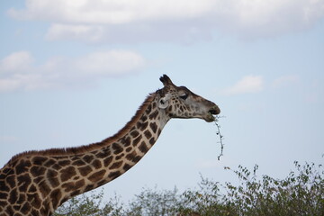 A giraffe with a twig in his mouth