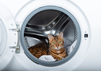 A cute ginger cat is hiding inside the washing machine.