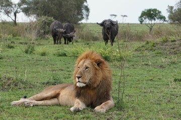  A lion is not worried about the presence of three big buffalos.
