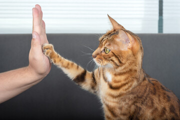 The cute Bengal cat gives a high-five paw to the owner with love.