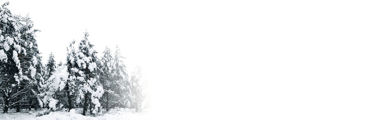 Winter forest of pine trees covered with white fluffy snow in daylight on left side of frame. Anticipation and feeling of Christmas and New Year. Winter panoramic banner with blank white copy space