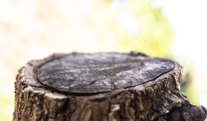 empty wooden on blurred nature backdrop. tree stump blank. can used for display or montage your...