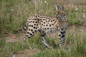 A serval cat with her tongue out