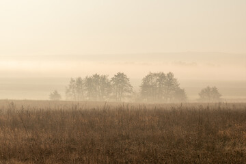 Fototapeta premium silhouette of trees grove in thick white morning fog. misty morning in the woods. pale color wood obscure by moisture in the mountains forest air. haze landscape sepia