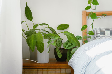 Spathiphyllum, pothos and marantha, plants for better sleeping and cleaning air in the bedroom on the bed table, an interior of the plant lover, soft photography, 