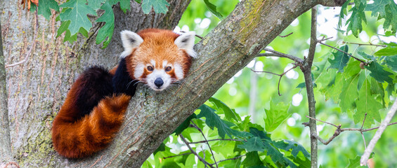 Fototapety  Red panda - Ailurus Fulgens - portrait. Cute animal resting lazy on a tree.