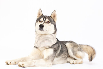 Dog breed Siberian Husky in a white hat and scarf isolated on white background
