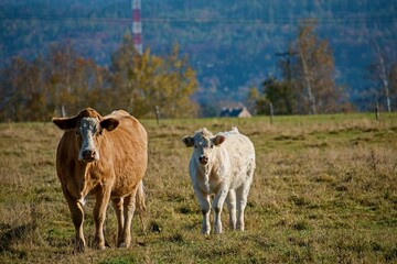 Obraz premium cow in the field