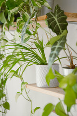 Best indoor plants to purify the air in the bedroom, detail and blured background, shelf with interior plants for better sleeping, pothos, alocasia polly, epipremnum happy leaf, Chlorophytum comosum