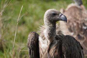 A white backed vulture looking sideways