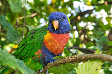 lori in foliage, colorful parrot species.