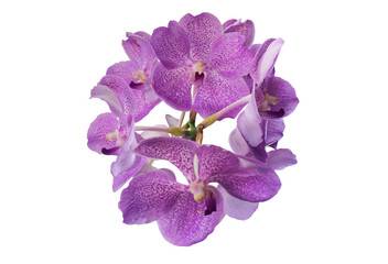 Naklejka na ściany i meble Isolated vanda and hybrid orchid flower with clipping paths.