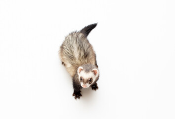 Ferret, 9 months old, looking away in front of white background
