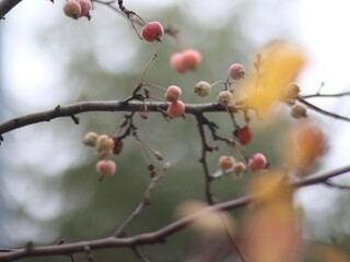 Fototapeta na wymiar Little apples on the tree on blurred background