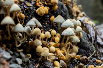 Fairy inkcap on a wood stump