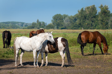 Naklejka na ściany i meble Brown and white horses stand in a pasture in Germany in the state of Brandenburg near the town of Nauen. It's a sunny autumn day.