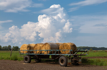 Obraz premium An agricultural trailer stands in a pasture near the city of Brandenburg. Hay bales lie on the trailer. There is a threatening storm cloud in the sky.
