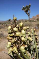 Joshua Tree - Nationalpark - USA - Kalifornien