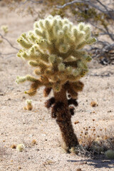Joshua Tree - Nationalpark - USA - Kalifornien