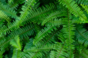 Fototapeta na wymiar green fern leaves seen from above