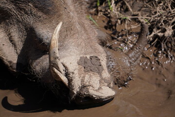  Close up of the head of a warthog