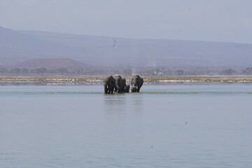 Elephants crossing a lake facing the camera