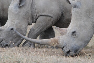 Obraz premium Extreme close up of a white rhino horn.