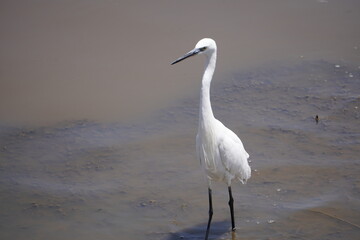  greater egret in a shallow pond
