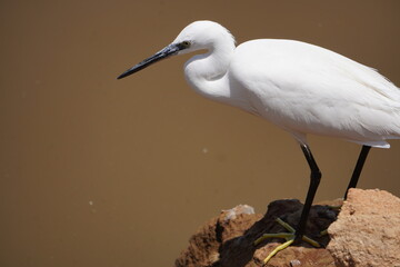 great white heron