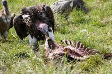 lappet faced vulture cleans up a skeleton.