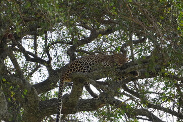 Fototapeta na wymiar Leopard completely asleep inside a tree.