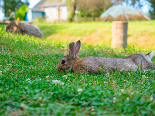 close-up of a beautiful cute rabbit lying on the green grass in summer. Blurred background, side view, pet