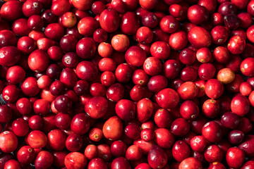 Healthy Red Organic Cranberries