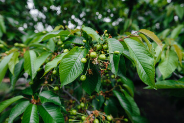 Obraz premium Large clusters of green cherries close-up on a tree in the garden. Harvest of delicious cherries.
