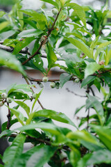 Green peaches close up on a tree.