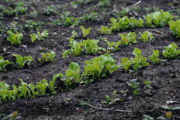 Growing a natural and healthy lettuce on the ground close-up. Agricultural industry.